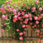 Puzavice Ruže Sadnice