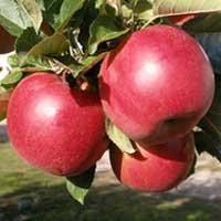 jabuka ajdared vocne sadnice Novina na sajtu ajdared jabuka sadnice