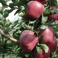 jabuka crveni delises chamspur vocne sadnice Crveni Delišes Cham Spur Sadnice