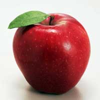 jabuka crveni delises vocne sadnice Crveni delišes sadnice