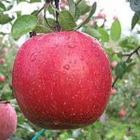 jabuka fuji vocne sadnice Fudži Jabuka Voćne Sadnice