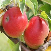 jabuka kolacara vocne sadnice Info kolačara jabuka sadnice