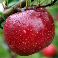 jabuka melroze vocne sadnice Melroze Jabuka Voćne Sadnice
