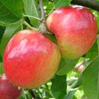 jabuka prima vocne sadnice Prima Jabuka Voćne Sadnice