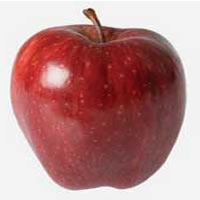 jabuka red top vocne sadnice Kvalitetne red top jabuka sadnice