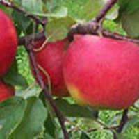 jabuka sumatovka vocne sadnice Super cena šumatovka jabuka sadnice