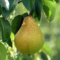 kruska kiferov sejanac vocne sadnice Provereno kiferova citronka kruška sadnice