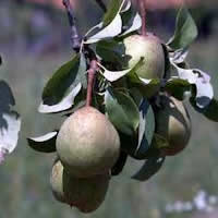 zimnjaca kruska vocne sadnice Novina na sajtu zimnjača kruška sadnice