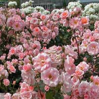polijante sadnice ruza Polijante Ruže Sadnice