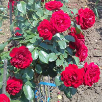 stablasice sadnice ruza Informacije za sadnice ruža