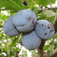 sljiva cacanska najbolja vocne sadnice Objavljeno čačanska najbolja sadnice šljiva