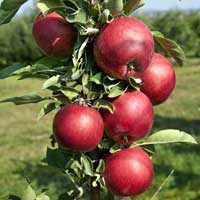 jabuka crvena stubaste vocne sadnice Novo na sajtu stubaste sadnice