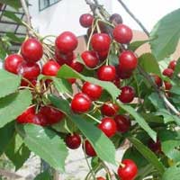 visnja sumadinka vocne sadnice Objavljeno višnja sadnice