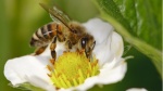 pccela na cvetu GG 1 150x84 Uloga pčela u voćarstvu
