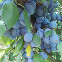 sljiva stenlej vocne sadnice Prodaja voćnih sadnica